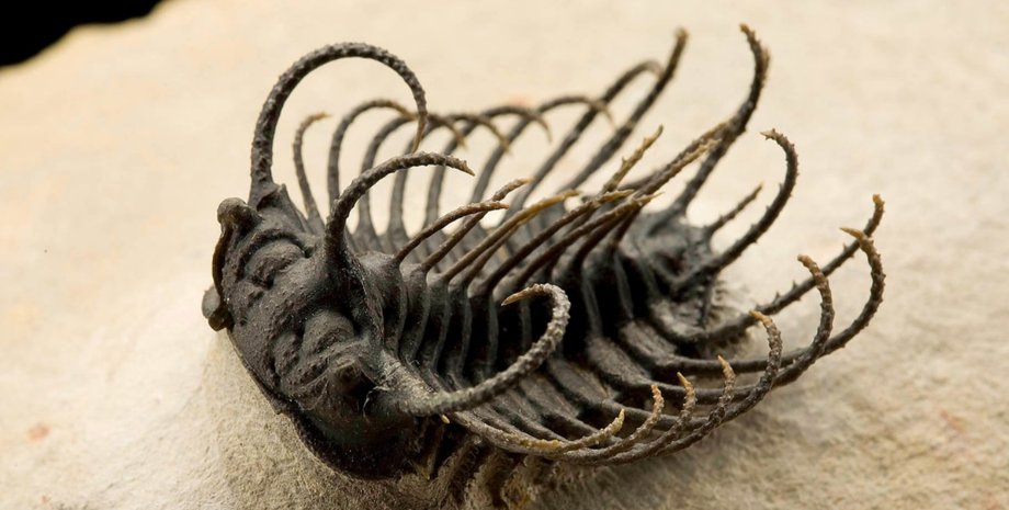 трилобіти, зябра, ноги, стегна, стародавні види, морські істоти