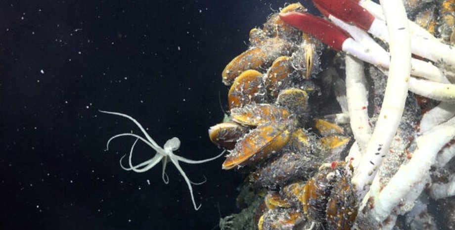 гидротермальный источник, океан