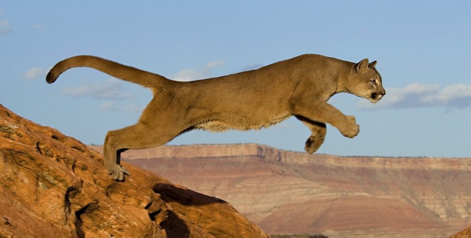 Фото: foto-zverey.ru