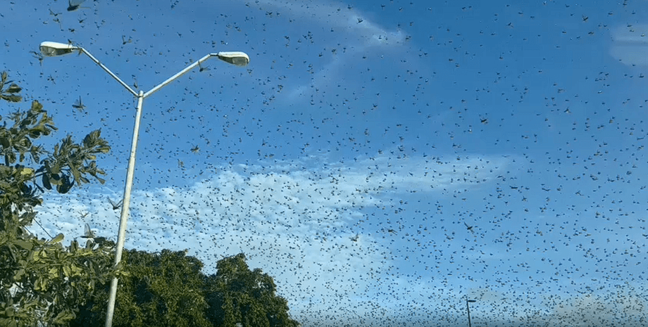 Нашествие саранчи, Мексика, рой насекомых, огромный рой, саранча уничтожает все, съедают все растения, конец света