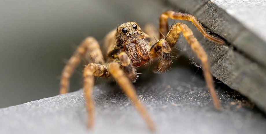 Из-за страха пауки часто кажутся больше, чем есть