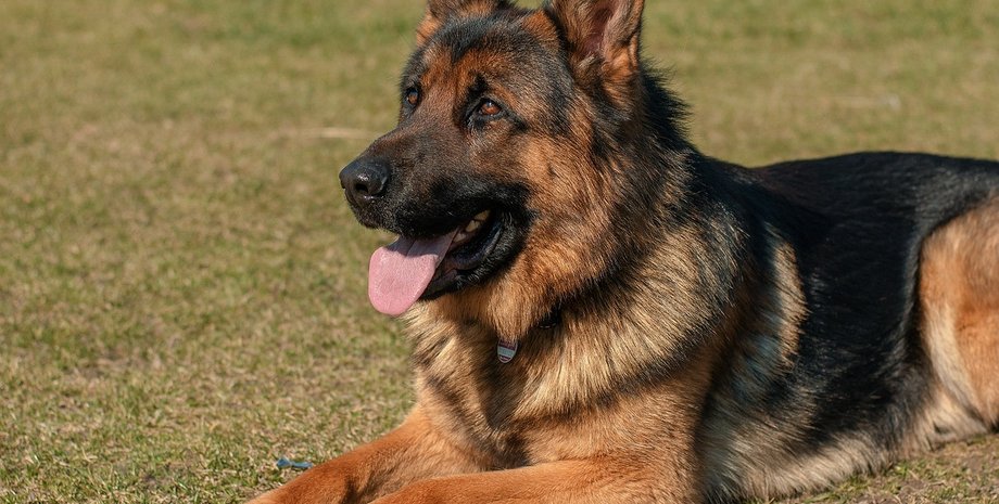 овчарка, собака, пес