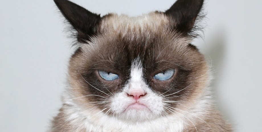 Grumpy Cat / Фото: realgrumpycat/Instagram