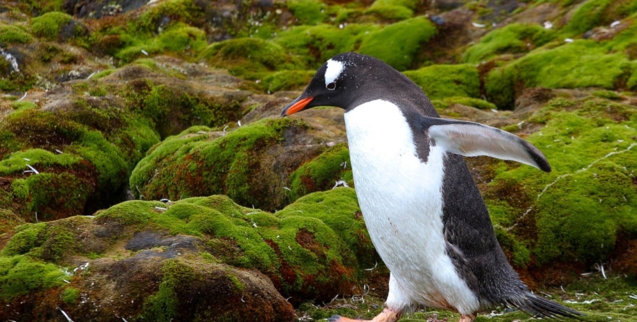 Антарктика, пингвины, лето, природа, Национальный антарктический научный центр