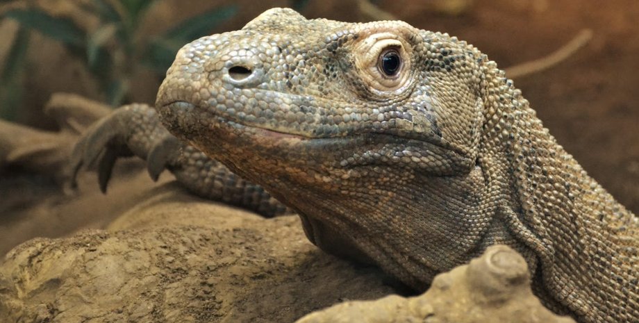 Поліція кілька днів намагалася впіймати варана: той втік і повернувся назад