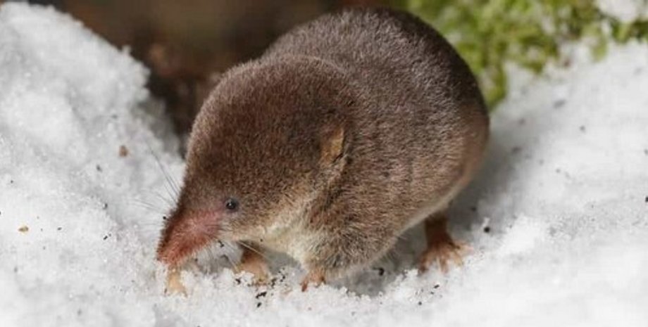 обыкновенная бурозубка