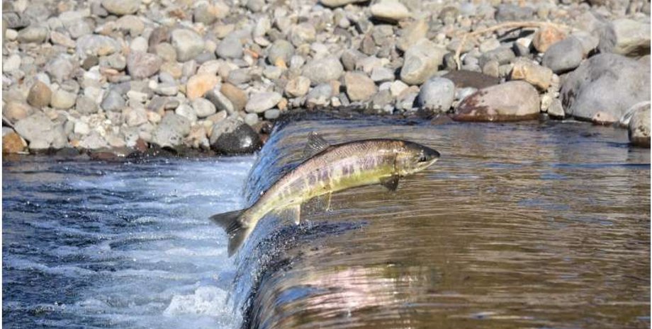 Нация Цлейл-Ваутут, устойчивое рыболовство, кета, археологические исследования, традиционные знания, управление, исторические практики, коренные общины, экологическое равновесие, вылов лосося