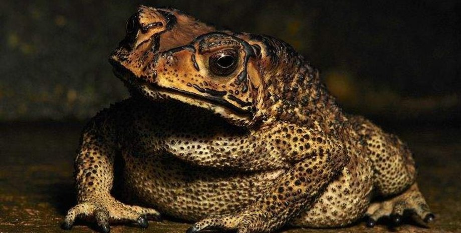 Ропуха малайська