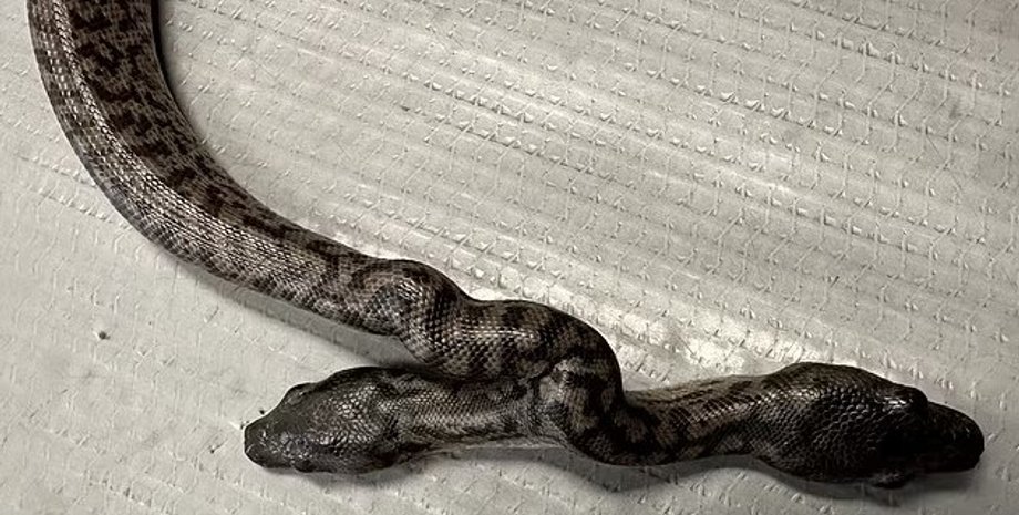 двуглавый питон