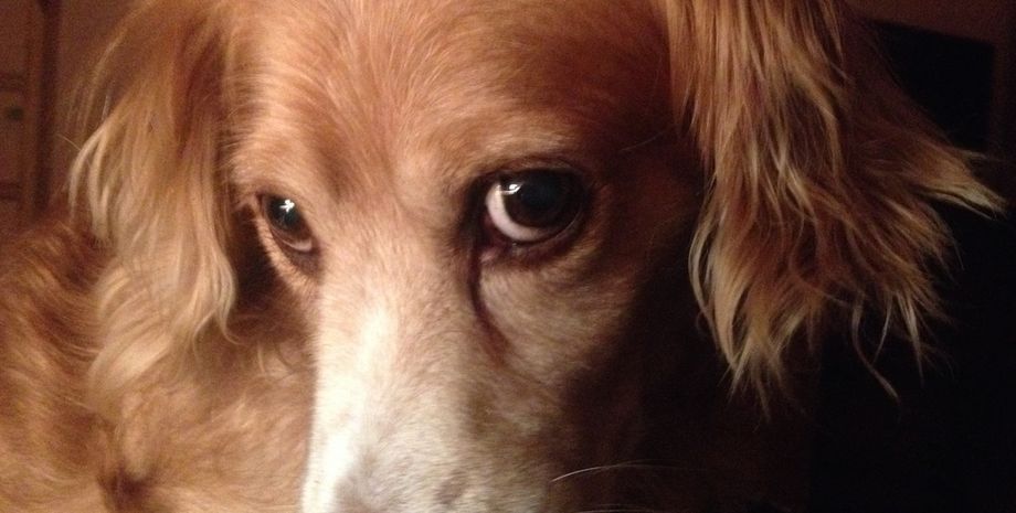 Фото: abc.net.au