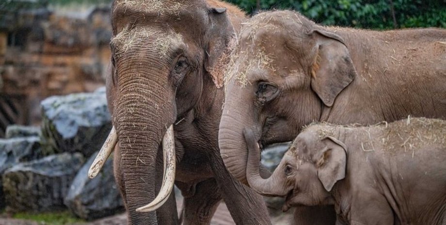 слоны, хобот