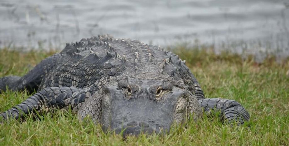 Фото: Facebook/ Larry the Alligator