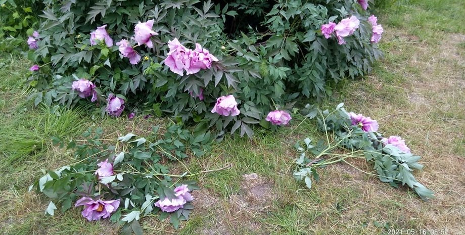 одесса, ботанический сад, вандализм, растения