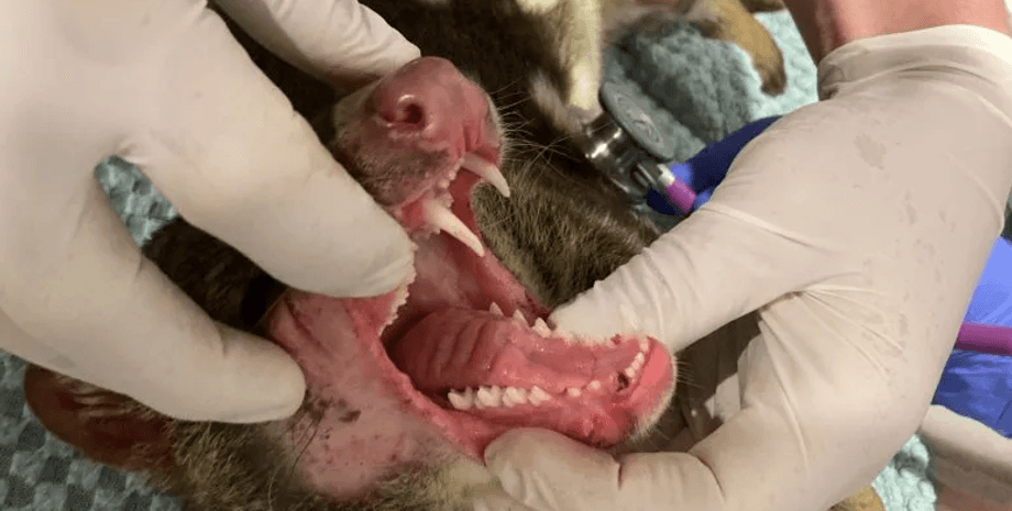 Квол тигровый