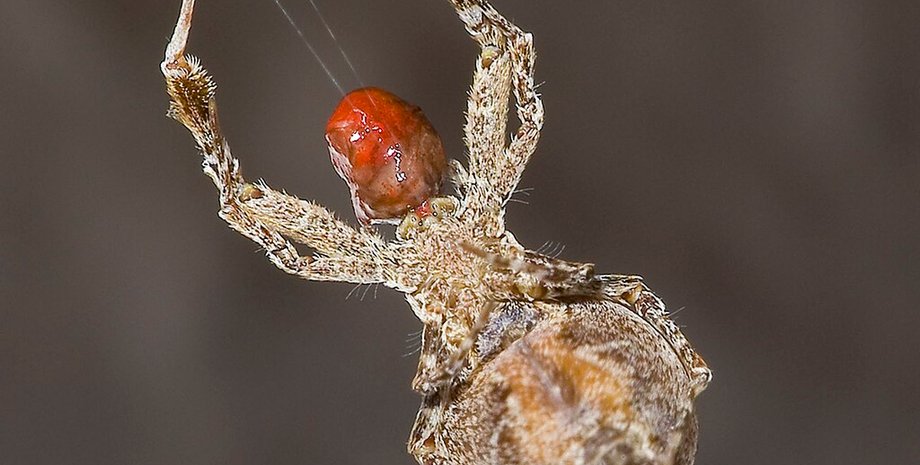 Охота паука кружевницы