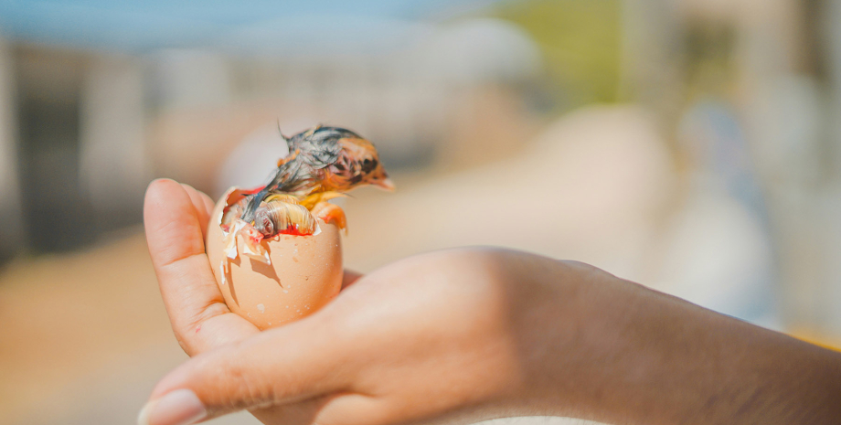 птенец в руке яйцо, скорлупа, птица