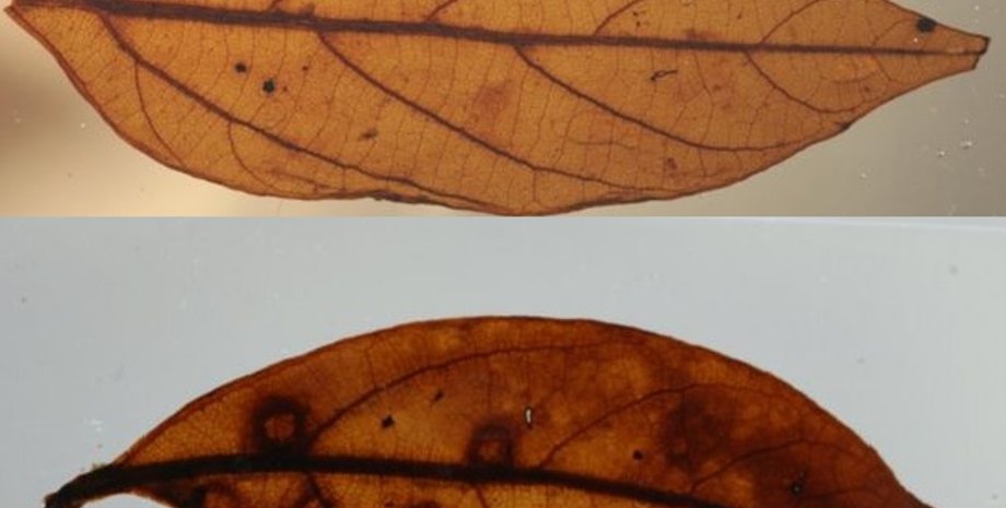 Фото: JENNIFER BANNISTER / UNI OTAGO