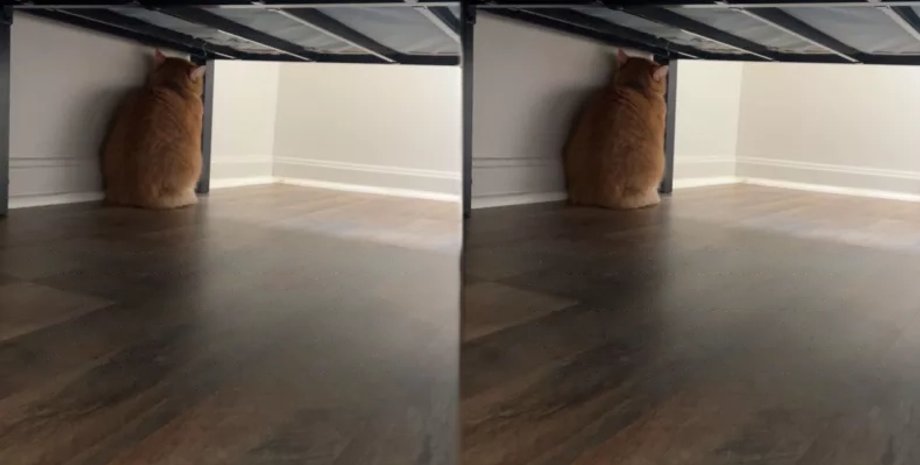 обиженный кот