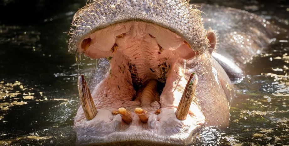 бегемоты зубы