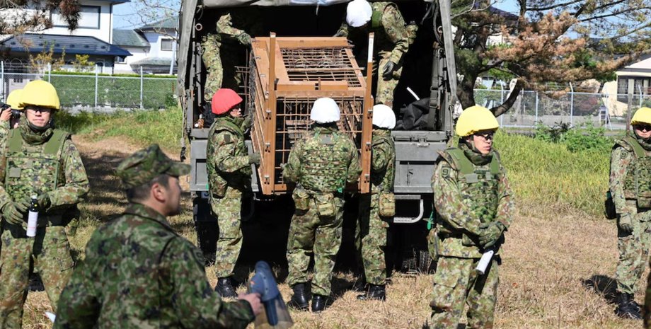 японские военные, япония, нападение медведей, медведи