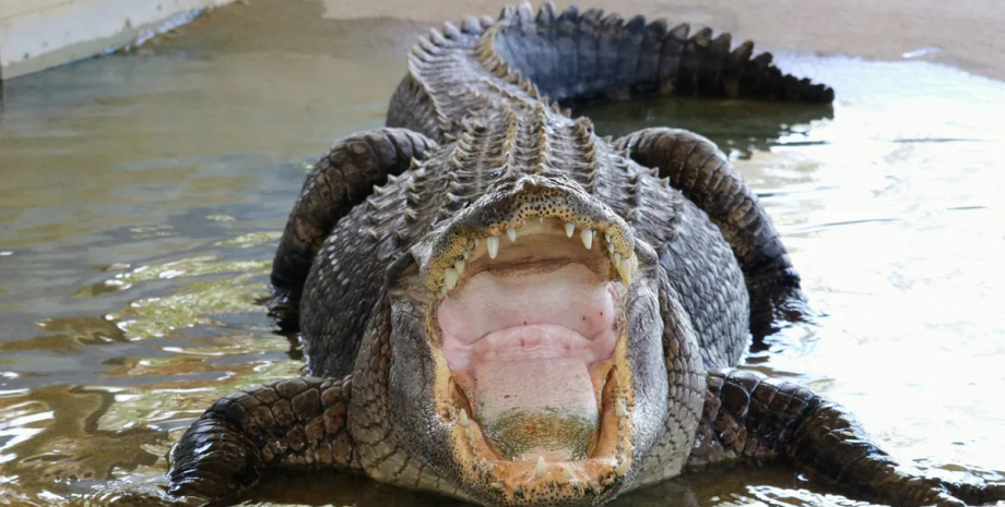 У середньому довжина самців американського алігатора становить близько 3,4 метра алігатор, американський алігатор