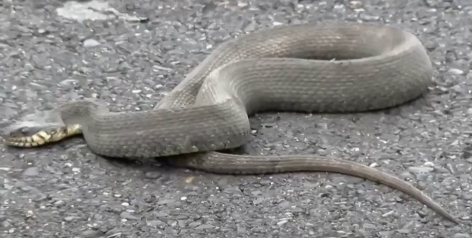 Змея в авто, жительница США, курьезы, рептилия, пресмыкающиеся, видео, машина, случаи на дороге