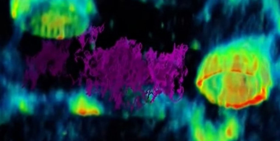 вирус, движение вируса