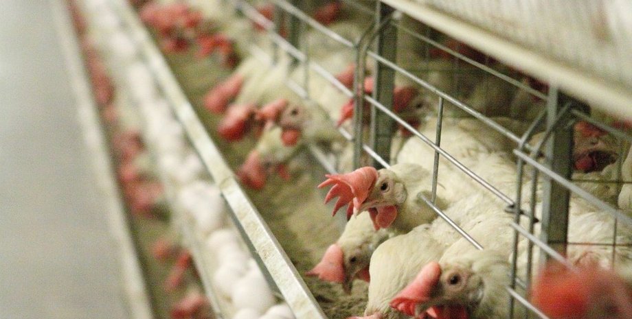 кури, екологічна катастрофа