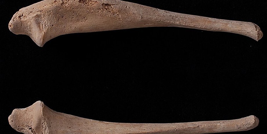 кости археология ребенок 12 век