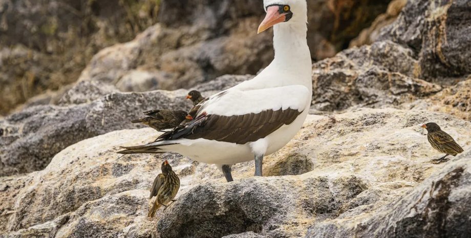 олуши, зяблики, зяблики вампиры