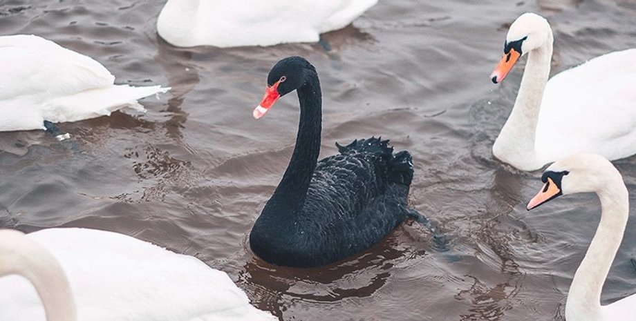чорний лебідь