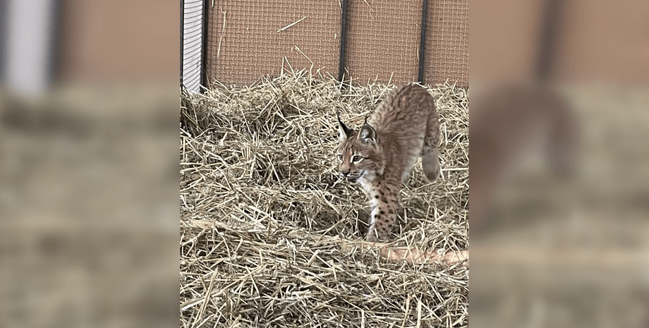 рысь, рысь Урса, спасение животных