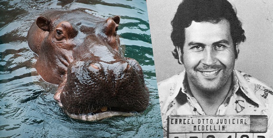 бегемот, гиппопотам