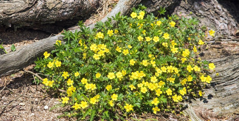 лапчатка растение