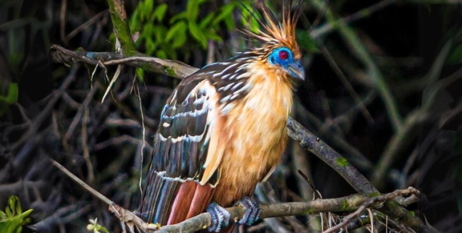 Хоацин - единственная птица, чьих предков ученые не смогли найти птицы, птица хоацин
