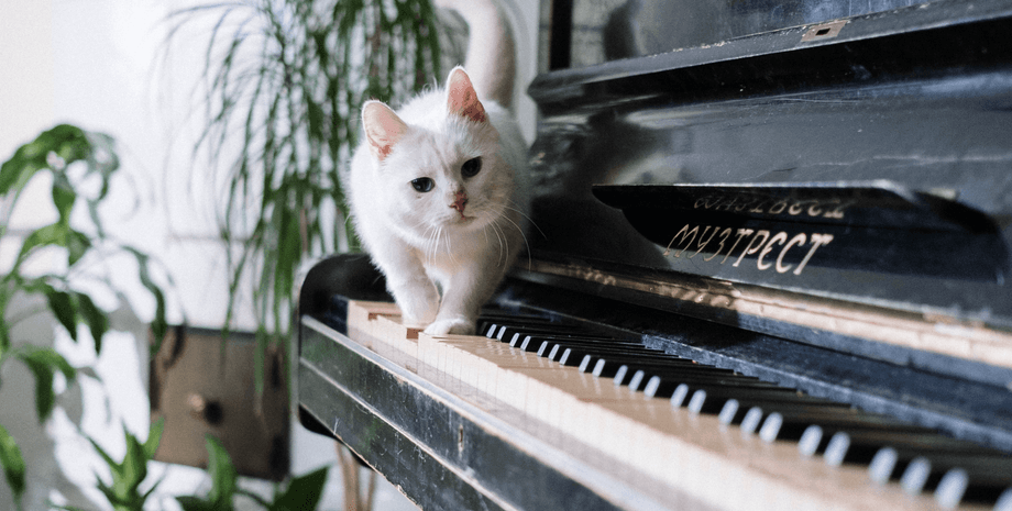 Кошка, кот, муж и жена, семейная пара, бытовая ссора, семейная ссора, ссора из-за кошки, жена подала в суд на мужа