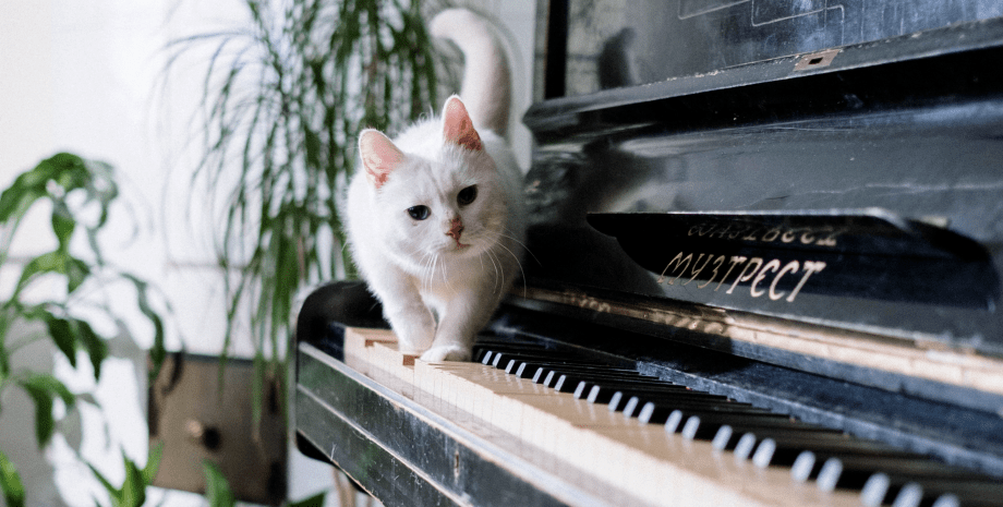 Кошка, пианино, домашнее животное, няня для кошки, животное