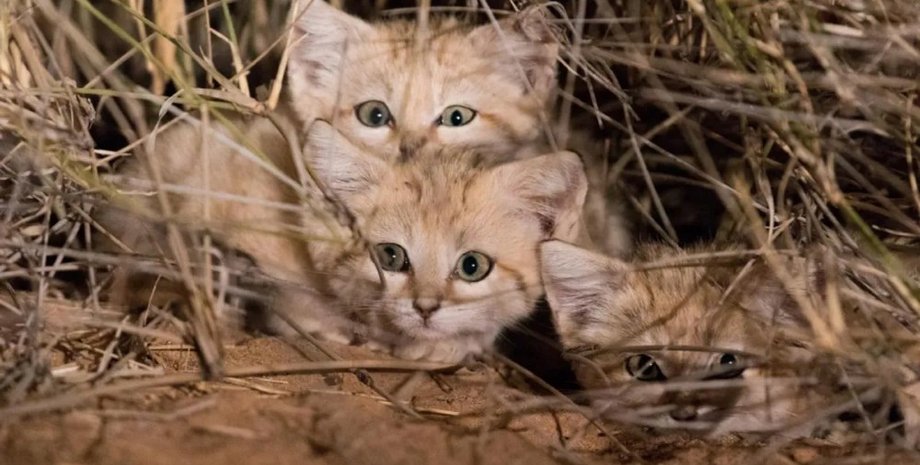 коти, кіт, піщані коти, барханний кіт, відкриття, дикі коти, кочовий спосіб життя, опади, ареал поширення