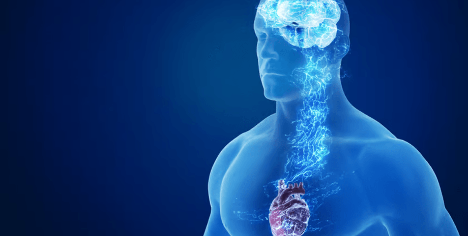 исследование, организм, нерв, нервная система, как восстановить нервную систему, как восстановить нервные клетки, восстанавливаются ли нервные клетки, белок, аксон, клетка