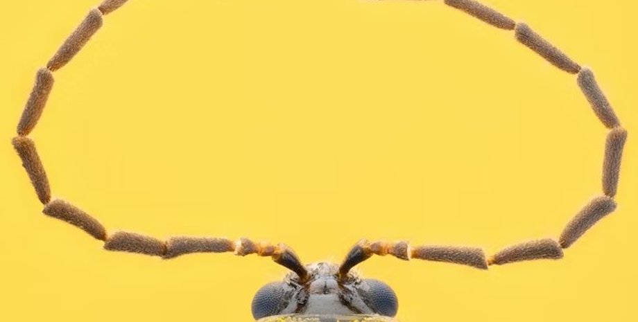 насекомые, вредители