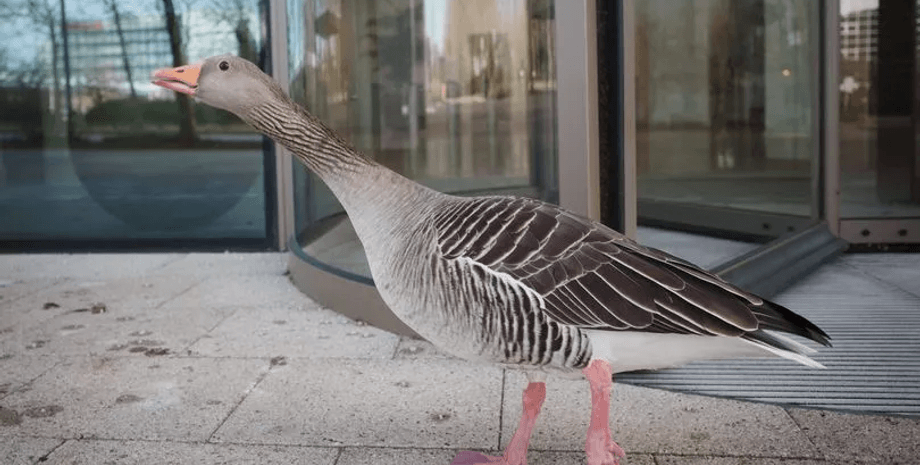 Гусак став міською знаменитістю, тварина, птах, домашній птах, міська знаменитість, вигнали з міста, заповідник