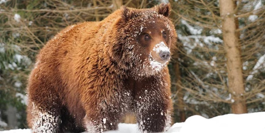 Медведь, россия, топ-менеджер