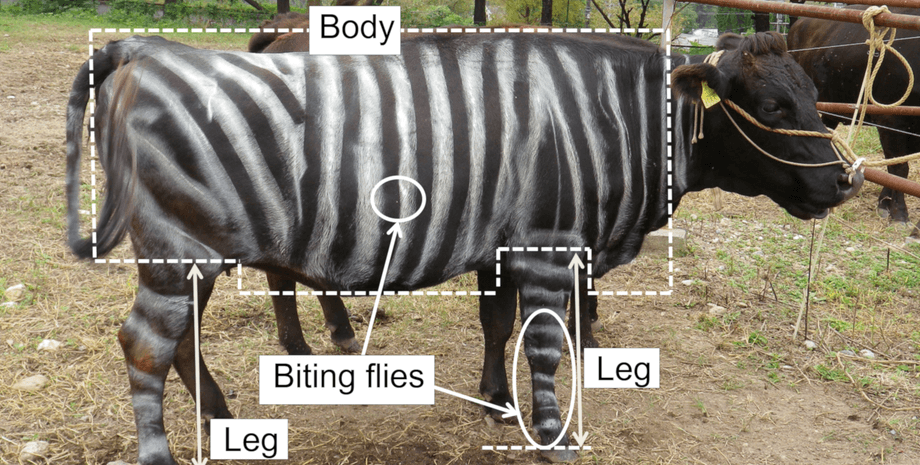 Шнобелевскую премию по биологии получили исследователи окрашенных коров