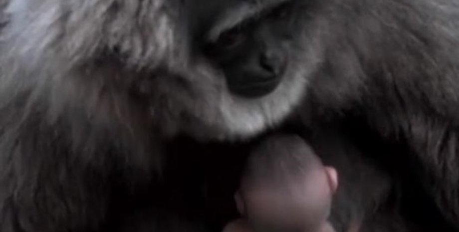 Фото: Скриншот из видео