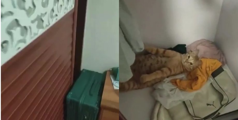 Жінка виявила таємне місце відпочинку котика: в мережі розсміялися від побаченого