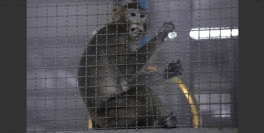 Макака-резус, вакцинация