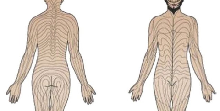 человек, линии блашко человек