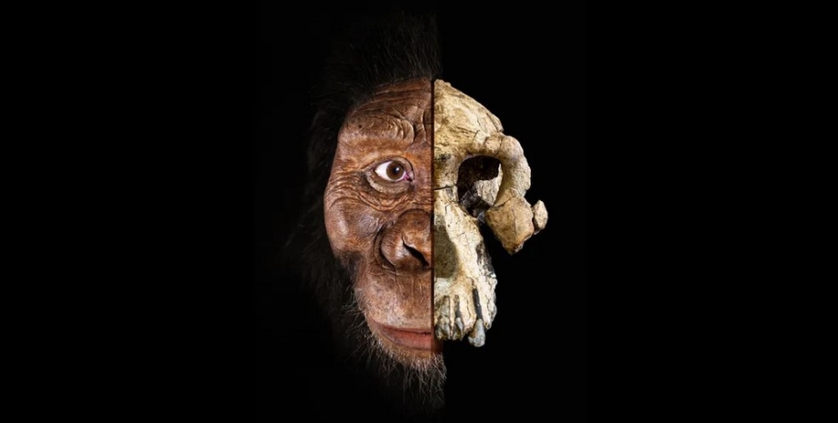 Анамский австралопитек Анамский австралопитек