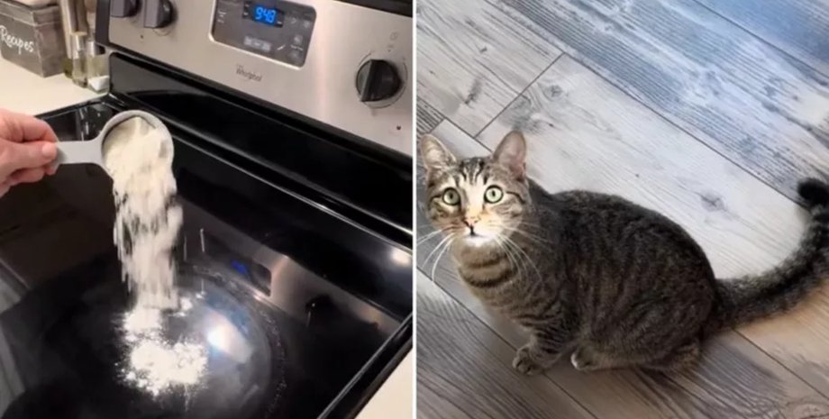Жінка за допомогою борошна дізналася, що робить її кіт уночі на кухні поки вони з чоловіком сплять