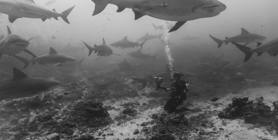 акули-бики океан